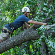 MN-Tree-Experts-Blog-Image2 man climbing tree to trim and prune it - Minnesota Tree Experts Tree Trimming, Removal and Disease Care