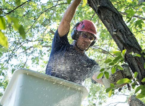 man on ladder trimming tree - Minnesota Tree Experts Tree Trimming, Removal and Disease Care