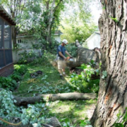 MN-Tree-Experts-Blog-Image4 man outside cutting tree - Minnesota Tree Experts Tree Trimming, Removal and Disease Care