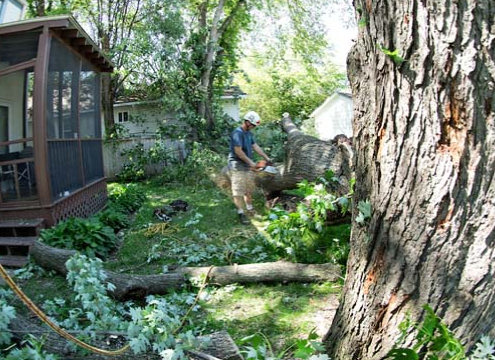 man outside cutting tree - Minnesota Tree Experts Tree Trimming, Removal and Disease Care