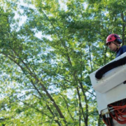 man on ladder towards trees - Minnesota Tree Experts Tree Trimming, Removal and Disease Care