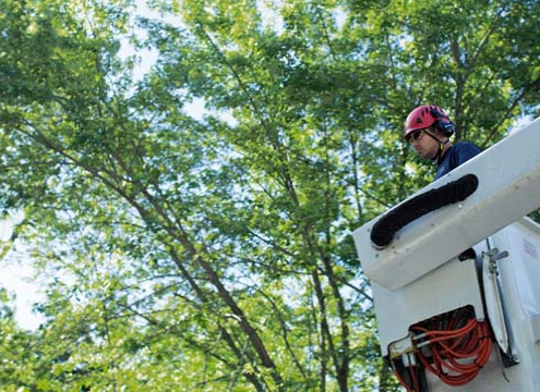 man on ladder towards trees - Minnesota Tree Experts Tree Trimming, Removal and Disease Care