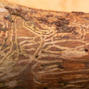 MN-Tree-Experts-Blog-Image9 Emerald Ash Borer in bark - Tree Disease Control Minnesota Tree Experts