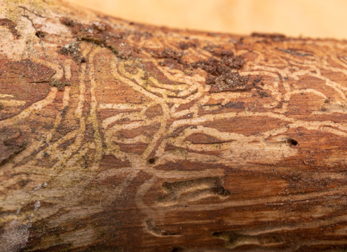 Emerald Ash Borer in bark - Tree Disease Control Minnesota Tree Experts