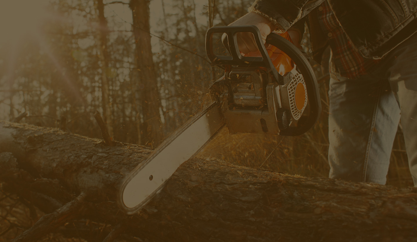 person holding chainsaw and cutting tree limb - Minnesota Tree Experts Tree Trimming, Removal and Disease Care