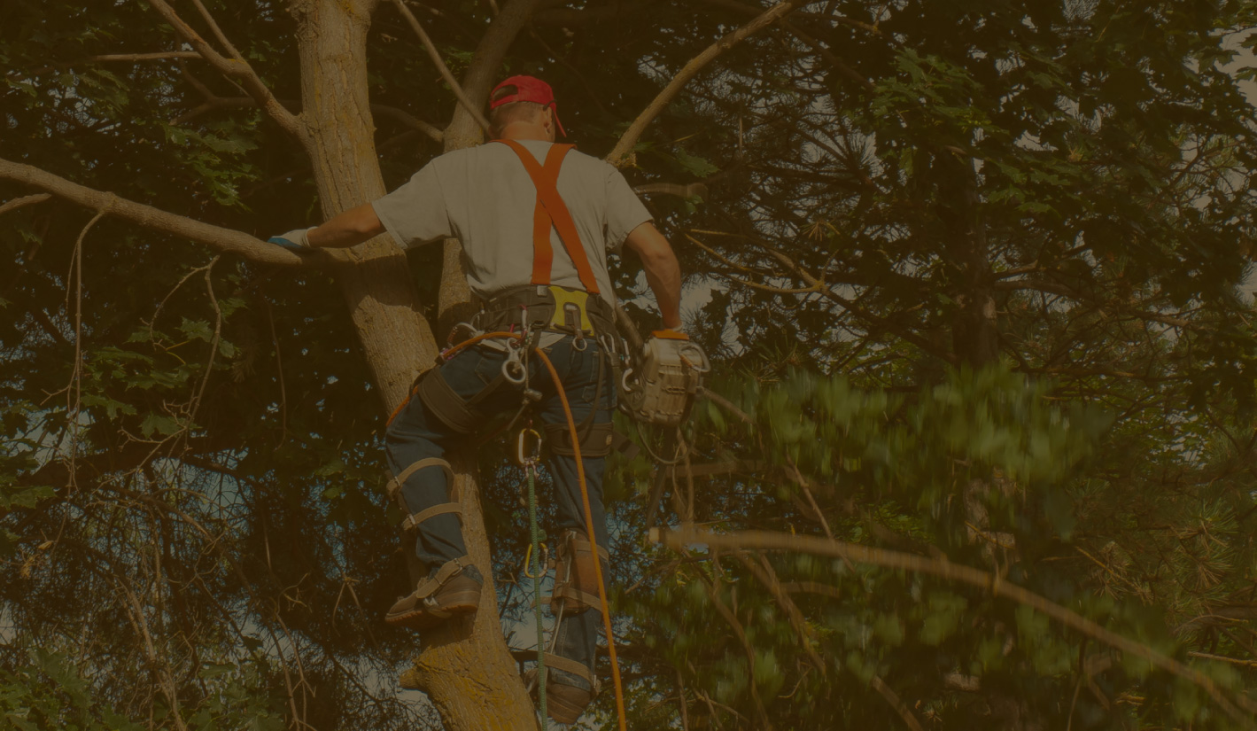 man climbing a tree - Minnesota Tree Experts Tree Trimming, Removal and Disease Care