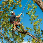 Tree Trimming and branch removal 2018-03-12 Tree Trimming and branch removal