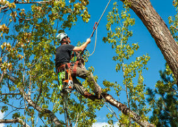 Tree Trimming and branch removal