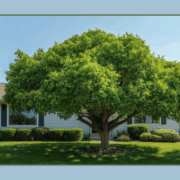 Tree with Proper Pruning