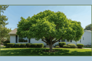 Tree with Proper Pruning