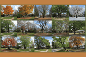 Minnesota Tree Experts Image Gallery