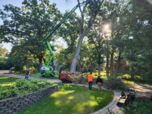 Tree removal and stump grinding from client