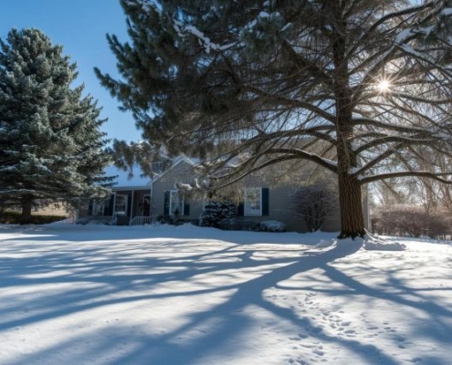 mature Tree care in Winter