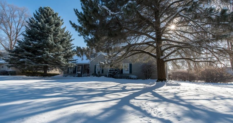 mature Tree care in Winter