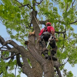 Minnesota Tree Experts tree branch removal