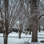 young tree care in winter young tree care in winter