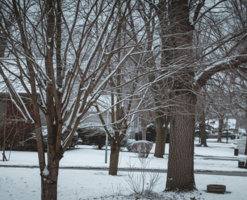 young tree care in winter