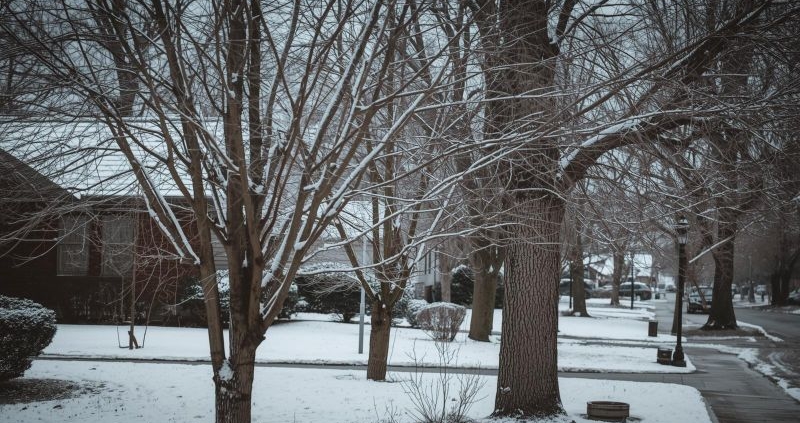 young tree care in winter