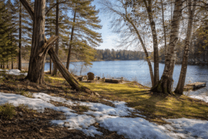 Caring for trees after winter - lakeshore Property with some damaged trees