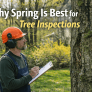 Why Spring Is Best for Tree Inspections