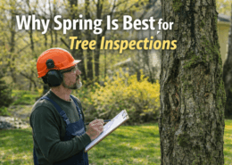 Why Spring Is Best for Tree Inspections