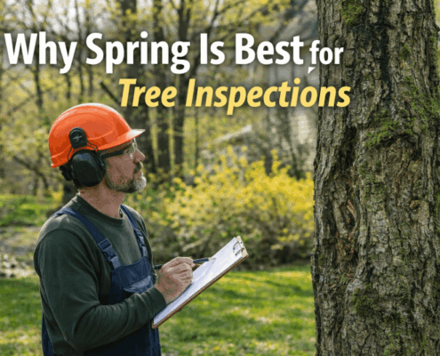 Why Spring Is Best for Tree Inspections