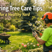 spring care tips for a healthy yard
