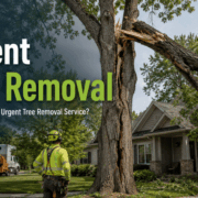 What Qualifies for Urgent Tree Removal Mn Tree Experts