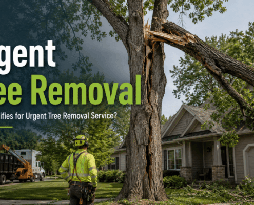 What Qualifies for Urgent Tree Removal Mn Tree Experts